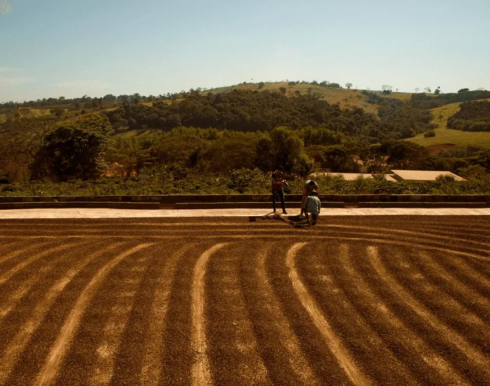 Plantação de café no Sul de Minas